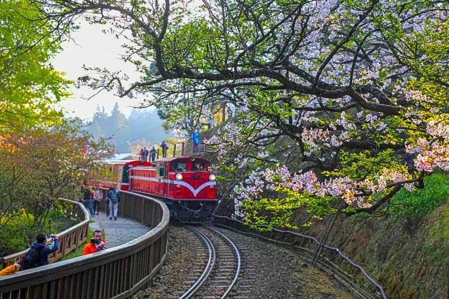 Alishan Forest Railway cherry blossoms