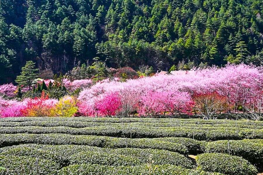 Alishan cherry blossoms