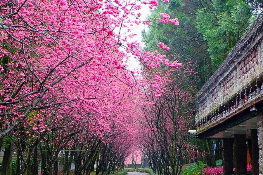 Alishan sakura railway