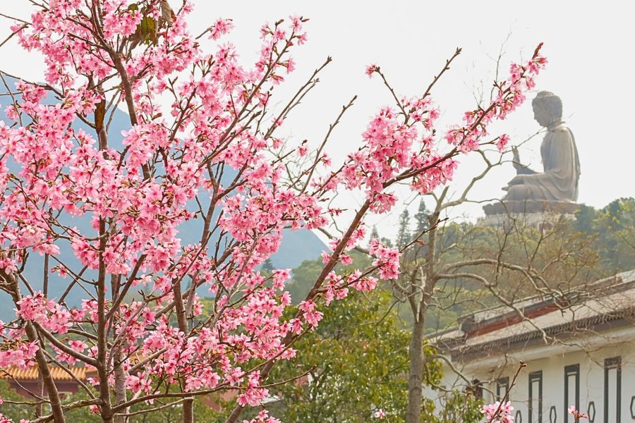 Big Buddha cherry blossoms in Hong Kong