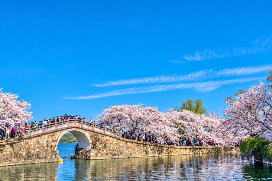 Changchun Bridge cherry blossoms Wuxi