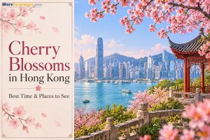 Cherry Blossoms in Hong Kong - Best Time & Places to See
