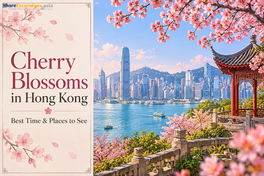 Cherry blossoms in Hong Kong