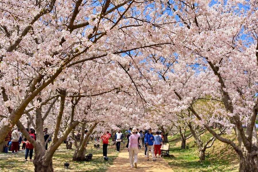 Cherry blossom tunnel in Lushun