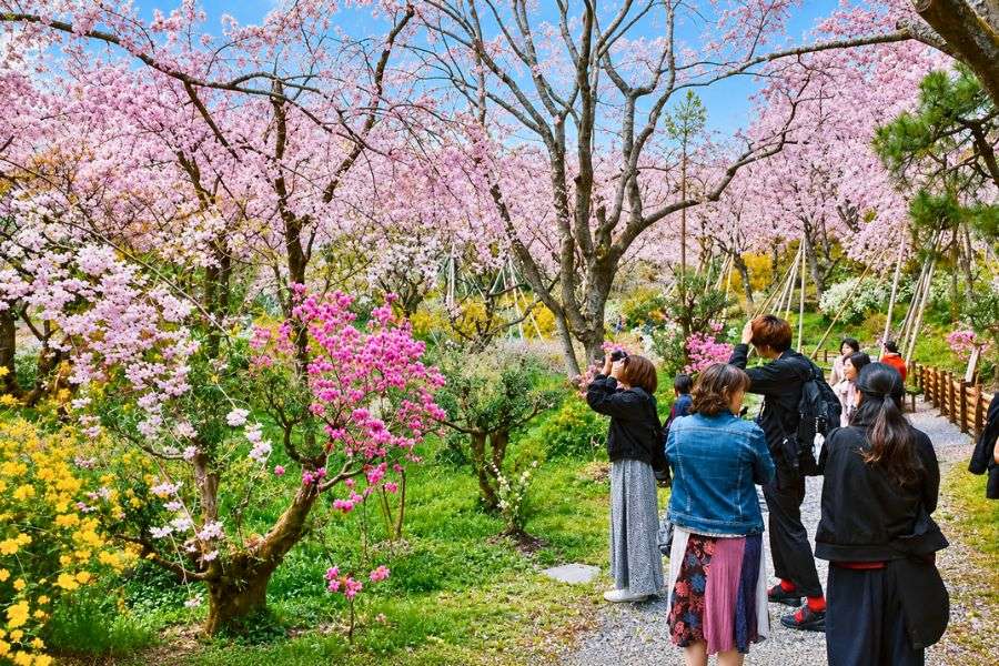 Cherry blossoms at Gucun Park Shanghai