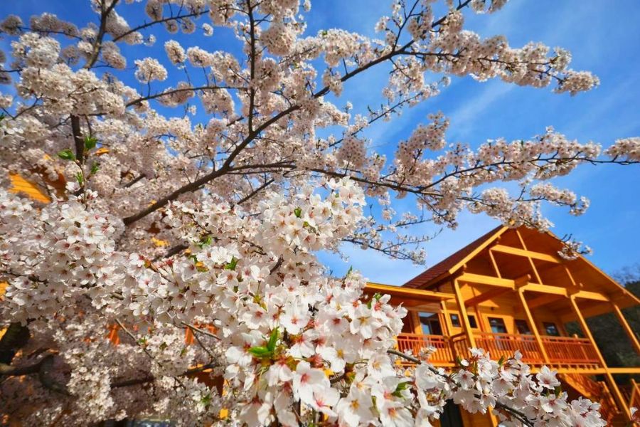 Cherry blossoms at Longwangtang Park