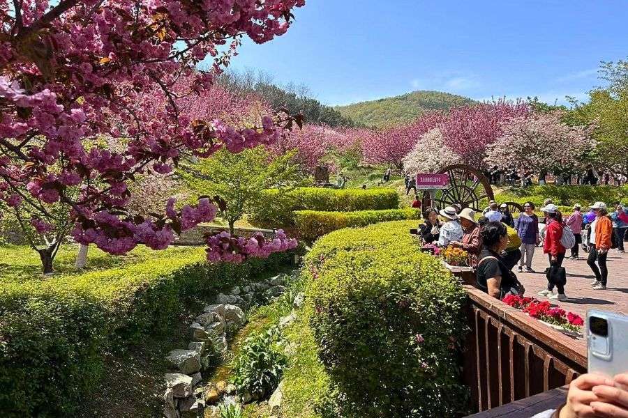Cherry blossoms at Lushun 203 Garden