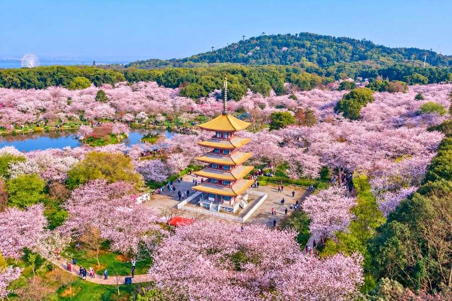 East Lake Cherry Blossom Garden Wuhan