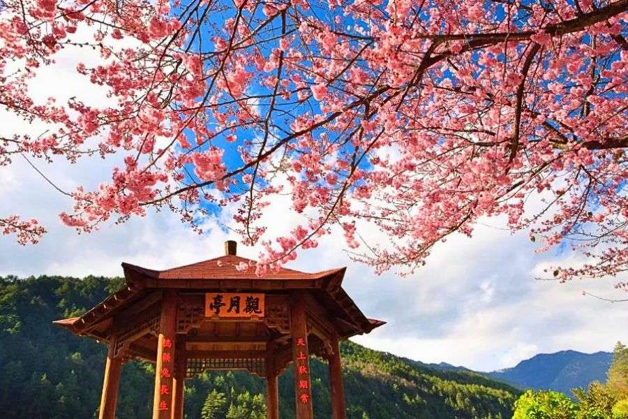 Fushoushan Farm cherry blossoms