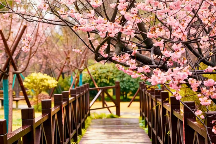 Gucun Park cherry blossom walkway