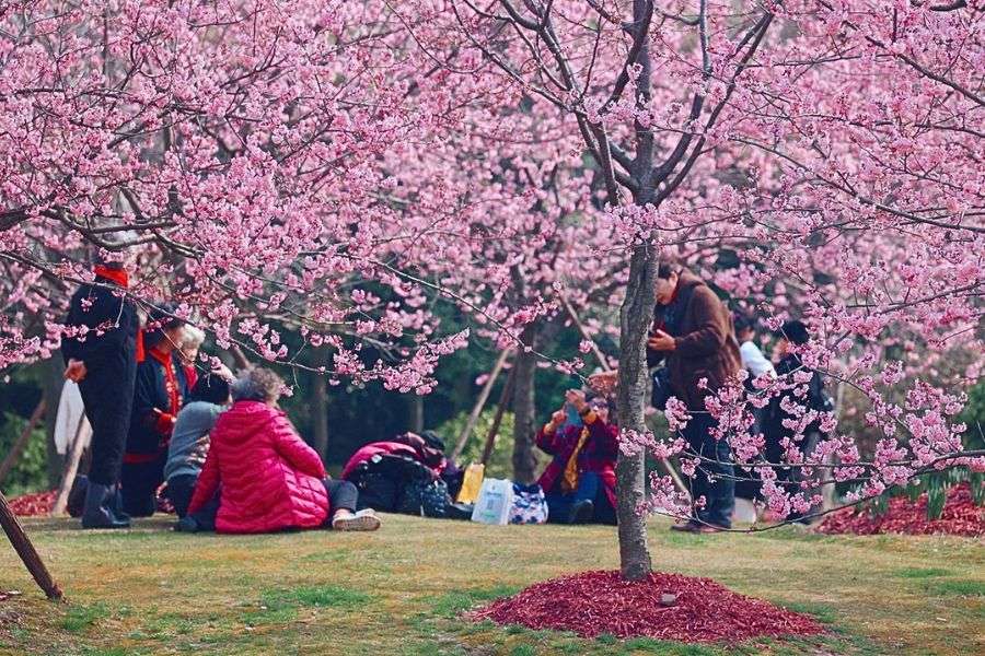 Gucun Park cherry blossoms