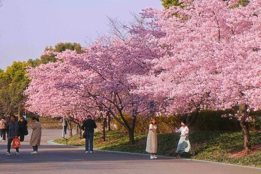 Gucun Park sakura season