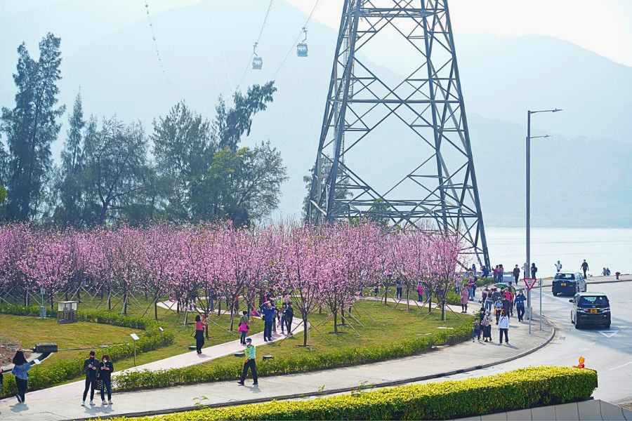 Hong Kong cherry blossom garden