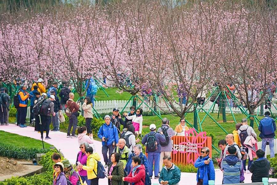 Hong Kong cherry blossom season