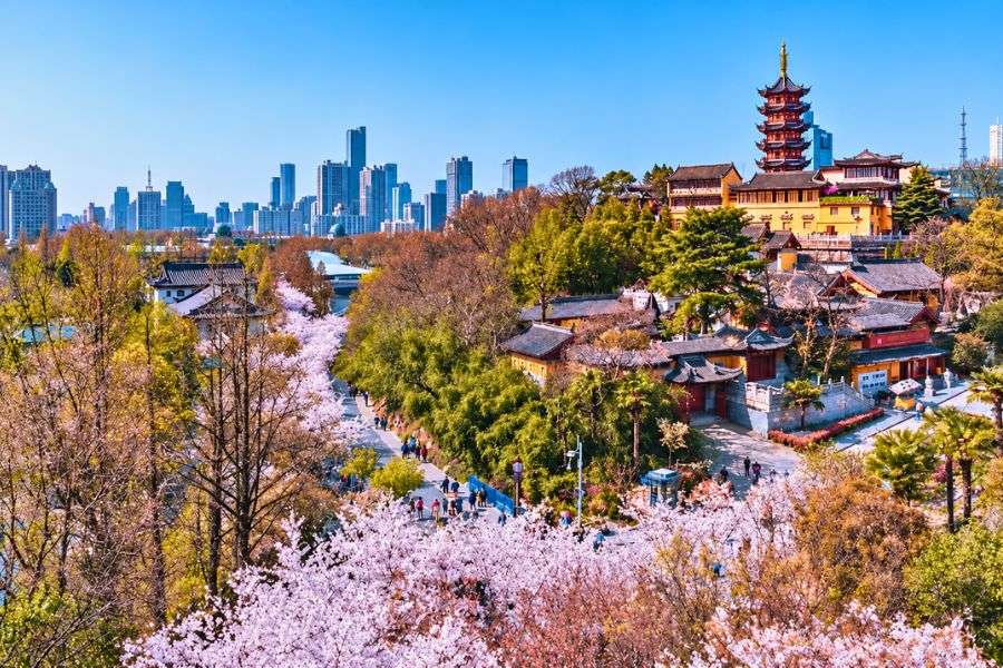 Jiming Temple cherry blossoms Nanjing