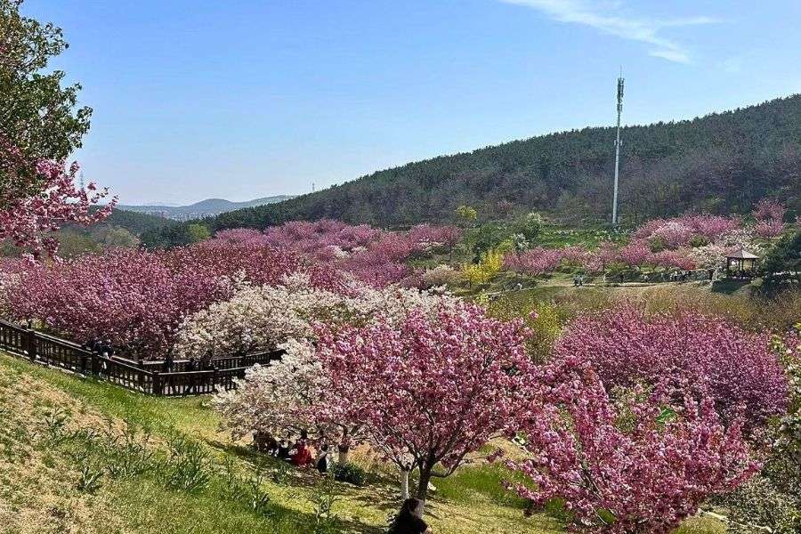 Lushun Cherry Blossom Garden in Dalian