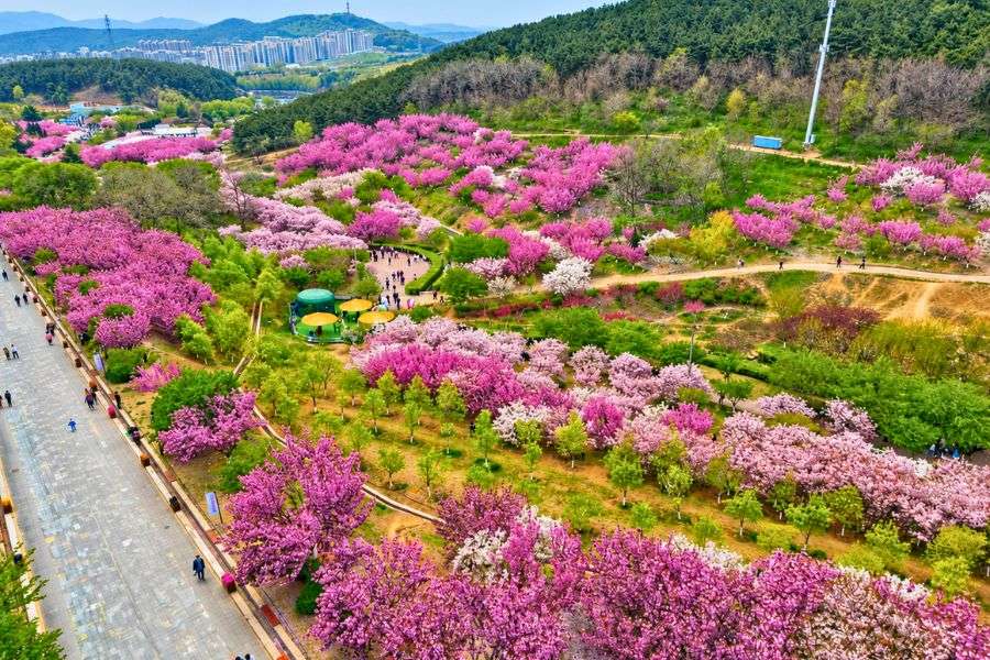Lushun Cherry Blossom Garden panorama