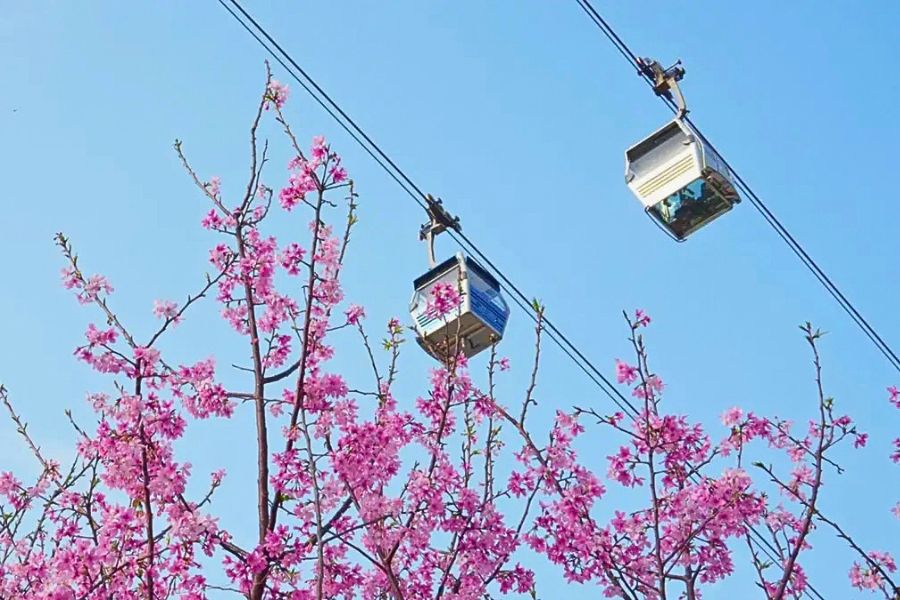 Ngong Ping 360 cherry blossoms