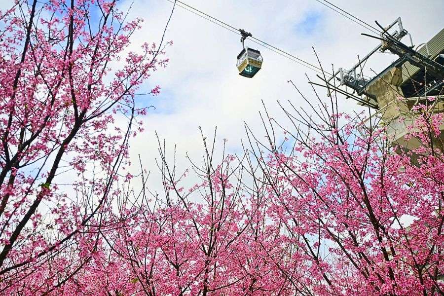 Ngong Ping cherry blossoms