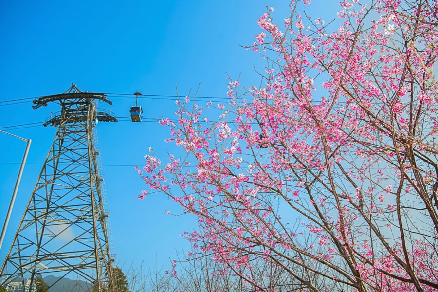 Ngong Ping sakura season
