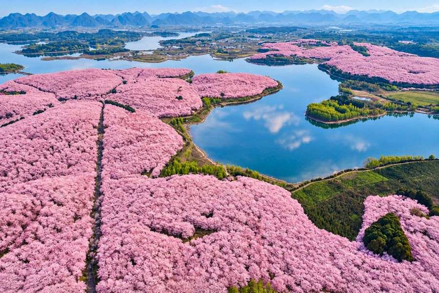 Pingba Cherry Blossom Garden Guizhou