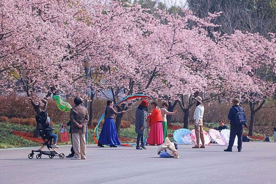 Shanghai cherry blossom festival