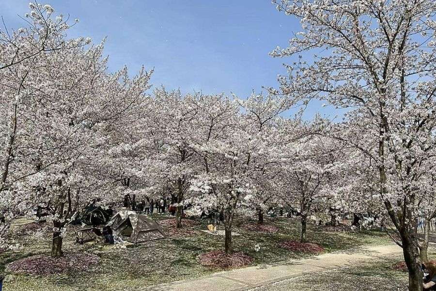 Shanghai cherry blossoms in spring