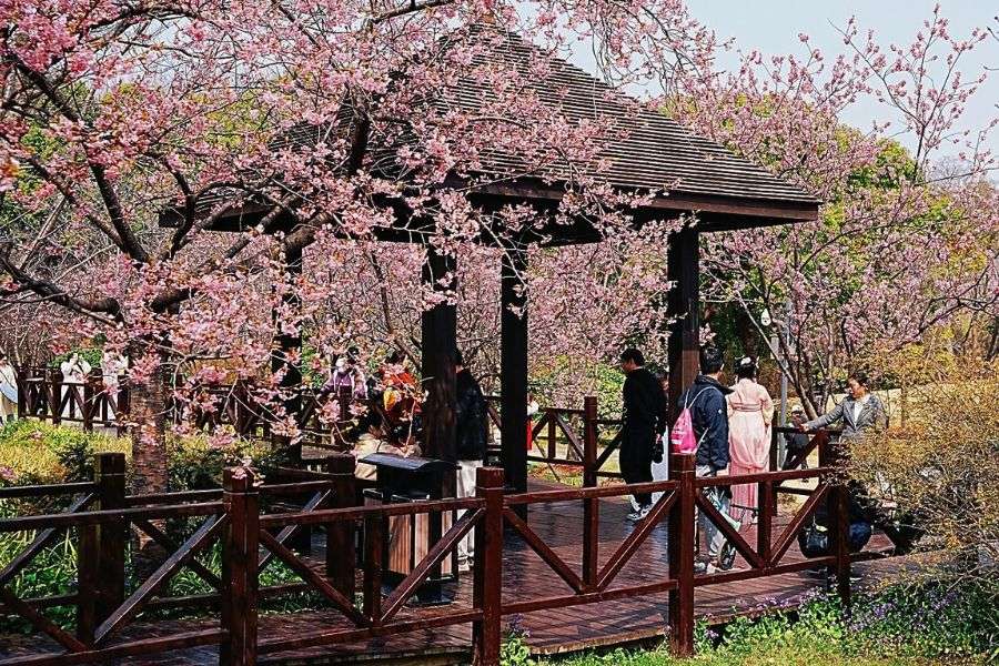 Shanghai park cherry blossoms