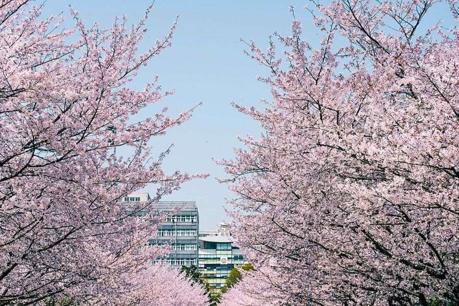 Shanghai urban cherry blossoms