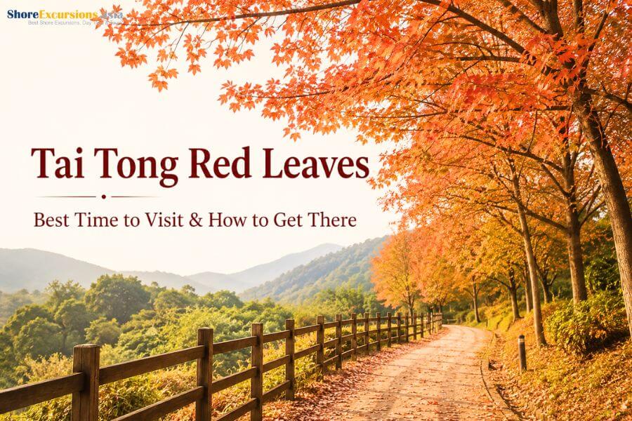 Tai Tong Red Leaves - Best Time to Visit & How to Get There