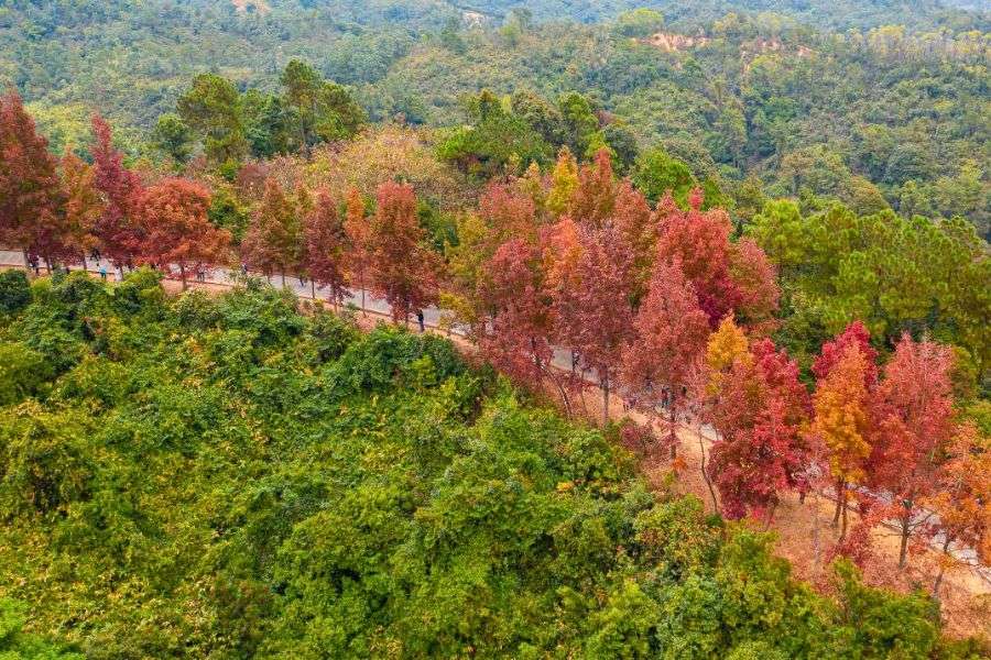 Tai Tong Sweet Gum Woods