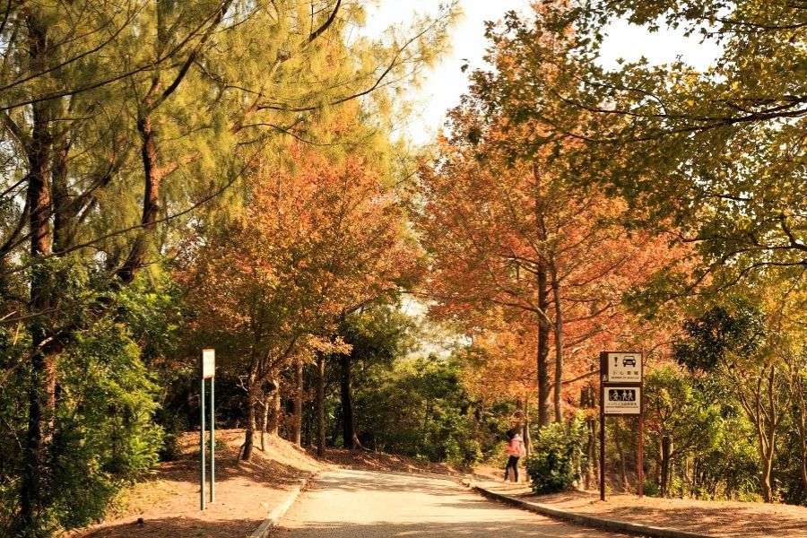 Tai Tong Sweet Gum Woods trail