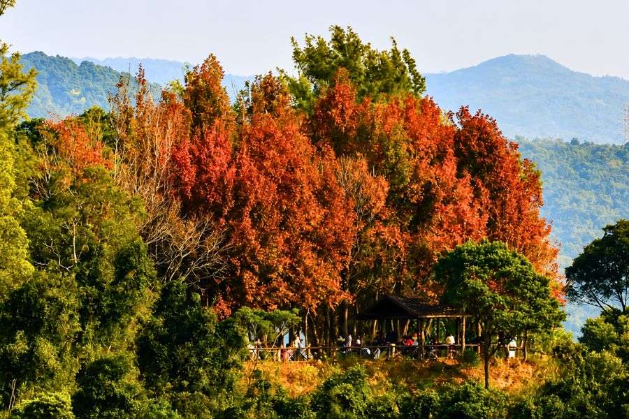 Tai Tong autumn foliage