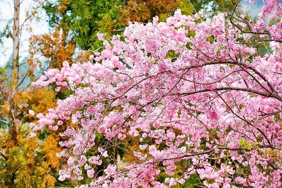 Taiwan cherry blossoms