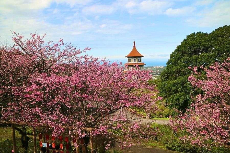 Tianyuan Temple cherry blossoms