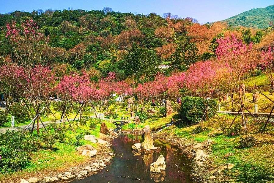 Wuling Farm cherry blossoms