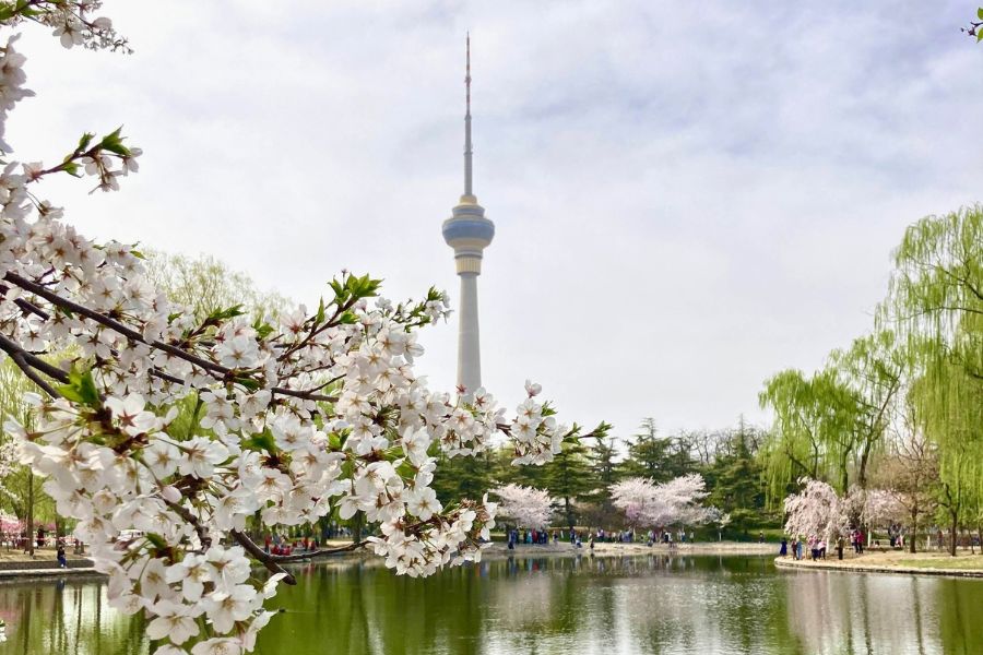 Yuyuantan Park cherry blossoms Beijing